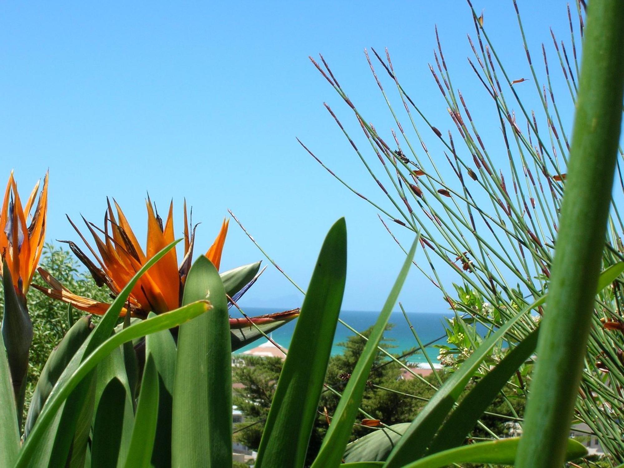 Bluebottle Guesthouse Muizenberg Exterior photo